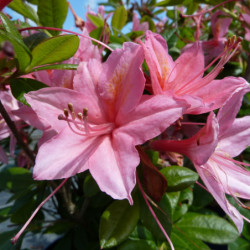 Azalée mollis ‘Jolie Madame’