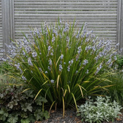 Libertia caerulescens
