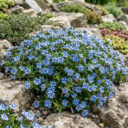 Lithodora diffusa ‘Star’ ®