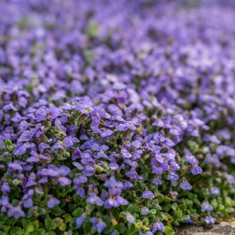 Mazus reptans