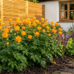 Trollius chinensis 'Golden Queen'