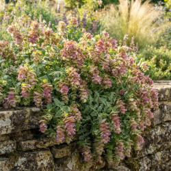 Origanum 'Kent Beauty'