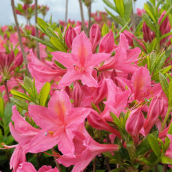 Azalée mollis ‘Jolie Madame’