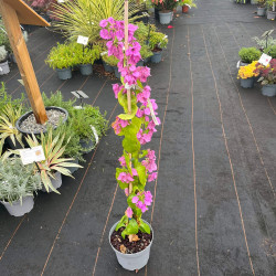 Bougainvillea specto-glabra 'Violet de Mèze' - Bougainvillier de Californie