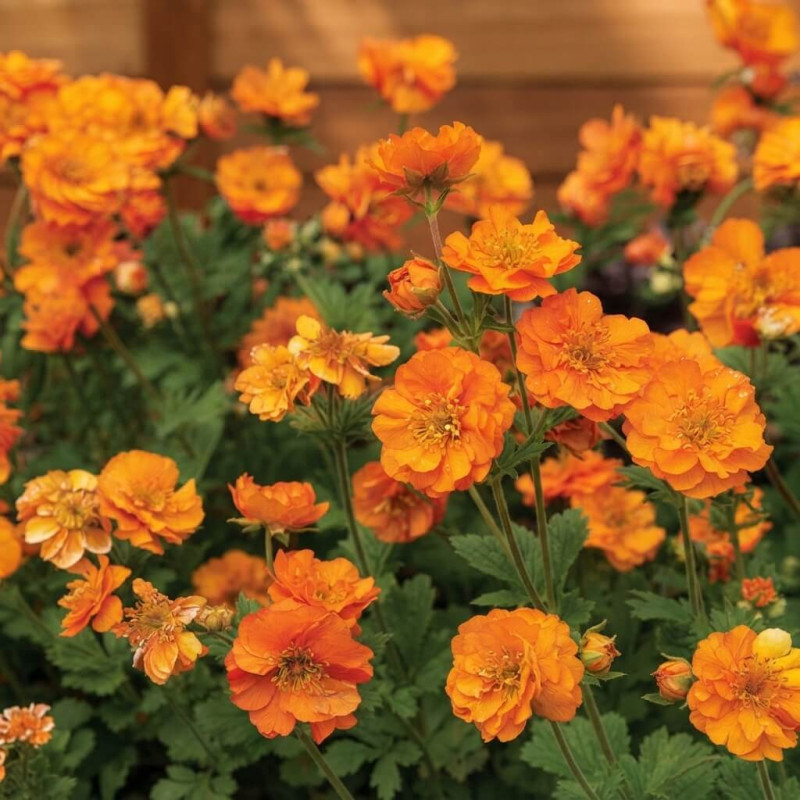 Geum 'Firestorm' - Benoîte