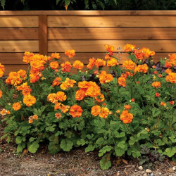 Geum 'Firestorm' - Benoîte