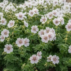 Geranium 'Derrick Cook'