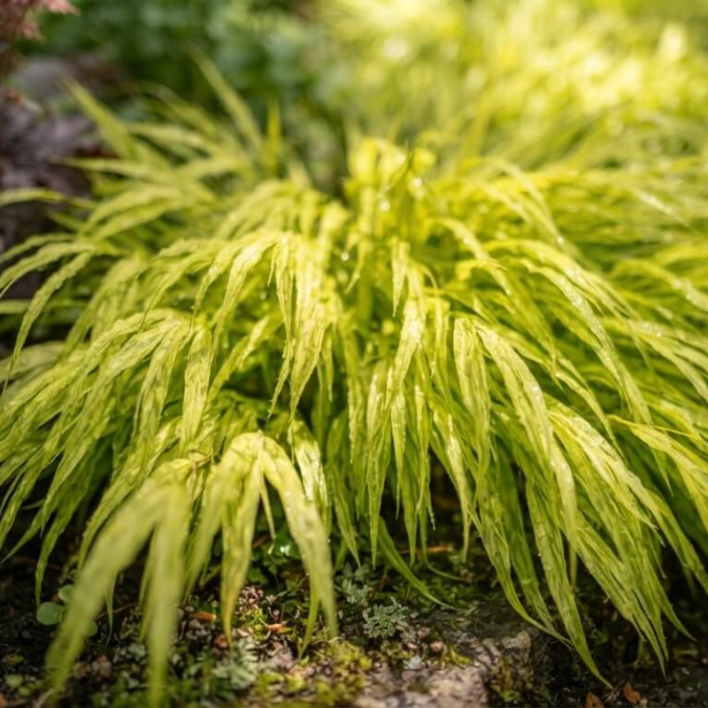 Hakonechloa macra 'All Gold'