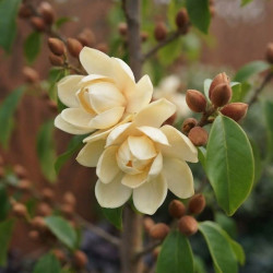 Michelia x foggii 'Bubbles'