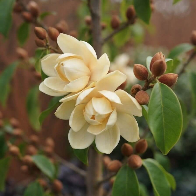 Michelia x foggii 'Bubbles'