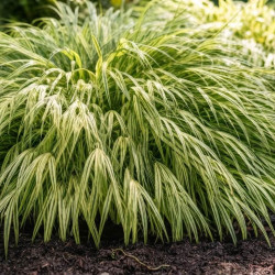 Hakonechloa macra ‘Albostriata’