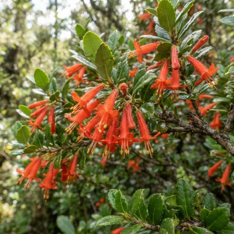 Halleria lucida - chèvrefeuille africain