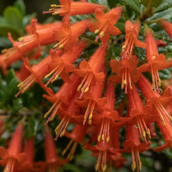 Halleria lucida - chèvrefeuille africain