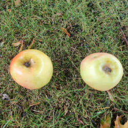Malus domestica 'Museau de Lièvre' - Pommier