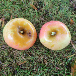Malus domestica 'Museau de Lièvre' - Pommier