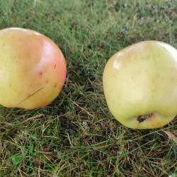 Malus domestica 'Museau de Lièvre' - Pommier