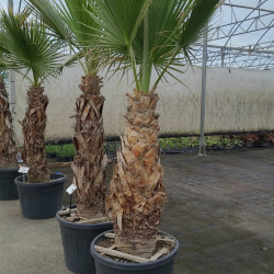 Washingtonia robusta - Palmier du Mexique