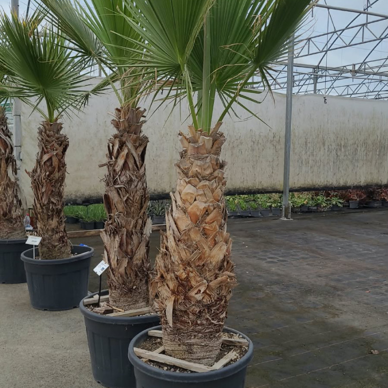 Washingtonia robusta - Palmier du Mexique