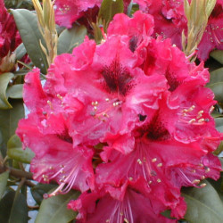 Rhododendron 'Madame Fortier'