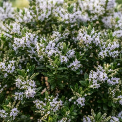 HEBE diosmifolia - véronique arbustive