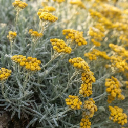 HELICHRYSUM orientalis - Immortelle d'Orient
