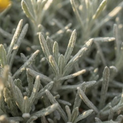 HELICHRYSUM orientalis - Immortelle d'Orient