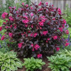 Weigela florida 'Alexandra'