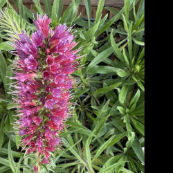 Echium russicum - Vipérine
