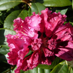 Rhododendron 'Madame Fortier'