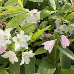 Deutzia gracilis 'Roseum'