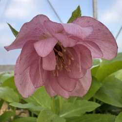 HELLEBORUS orientalis 'Pink double'