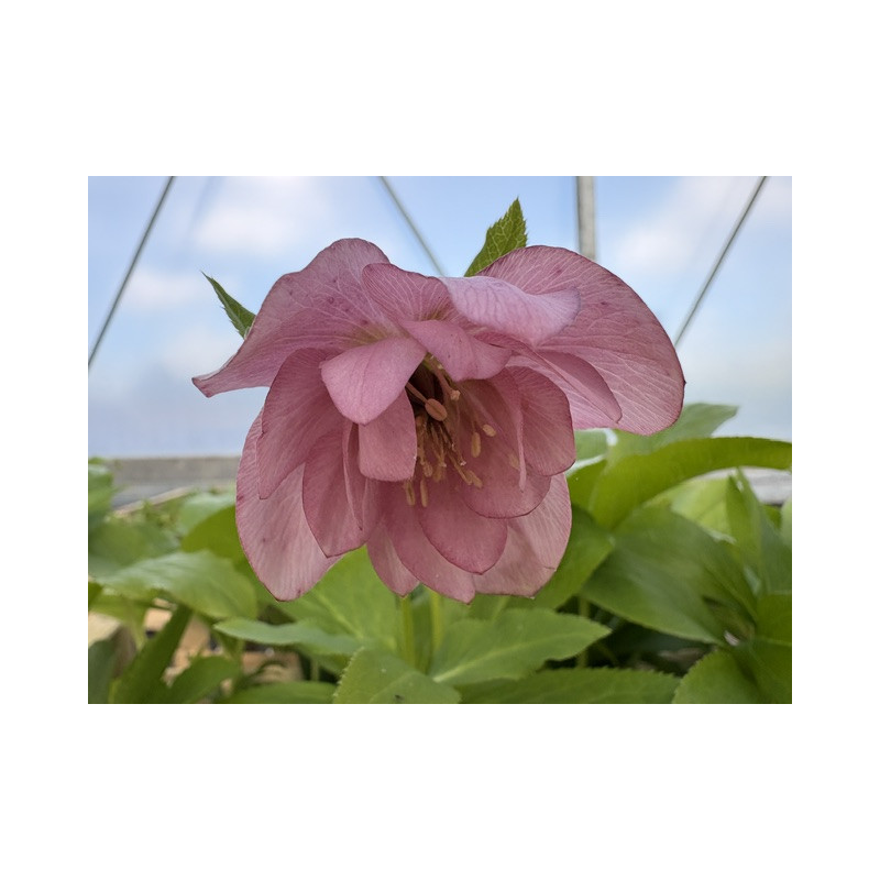 HELLEBORUS orientalis 'Pink double'