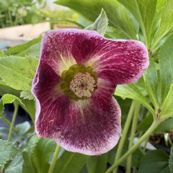 HELLEBORUS orientalis 'Red spotted'