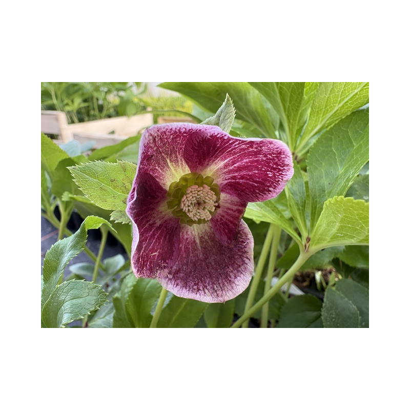 HELLEBORUS orientalis 'Red spotted'