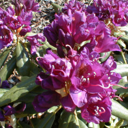 Rhododendron 'Marcel Menard'