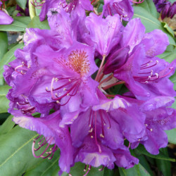 Rhododendron 'Marcel Menard'