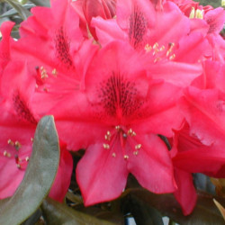 Rhododendron 'Nova Zembla' - Grand Rhododendron
