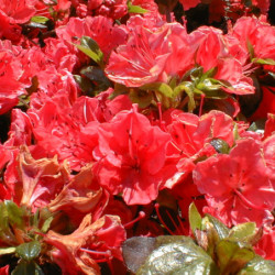 Azalea japonica Orange Beauty