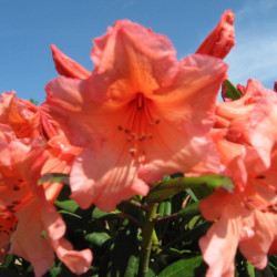 Rhododendron 'Tortoiseshell Orange'