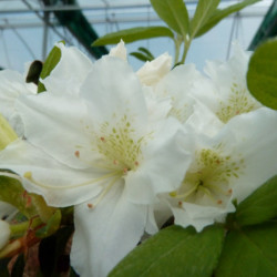 Azalea japonica White Lady