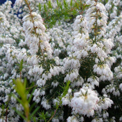 Erica × arborea ‘Pink Joy’