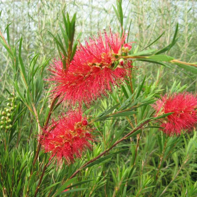 Callistemon rigidus