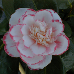 Camellia japonica ‘Margaret Davis’