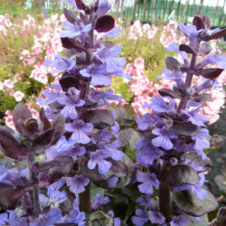 Ajuga reptans ‘Black Scallop