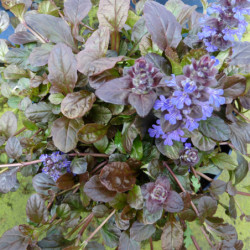 Ajuga reptans ‘Black Scallop