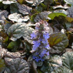 Ajuga reptans ‘Black Scallop