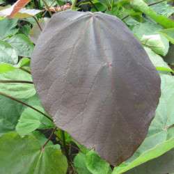 Catalpa pourpre