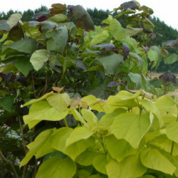 Catalpa pourpre