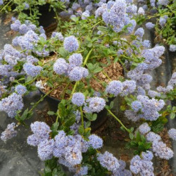 Ceanothus thyrsiflorus Repens