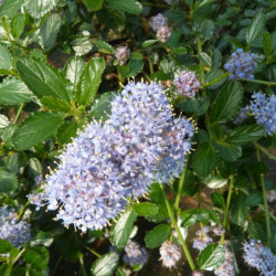 Ceanothus thyrsiflorus Repens